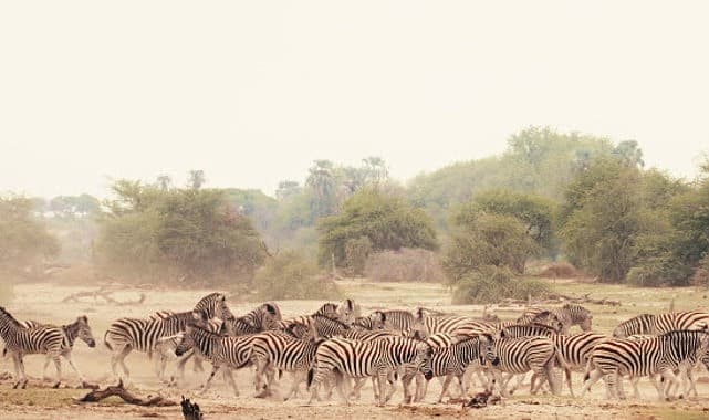 Sinematik Görselliğiyle Büyüleyecek Olan ‘Vahşi Doğanın Tozu’, 27 Eylül Pazar Saat 20.00’de National Geographic WILD Ekranlarında İzleyicilerle Buluşuyor!