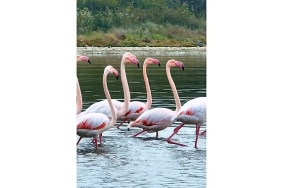 izmit-korfezinde-pembe-flamingolarin-dansi.jpg