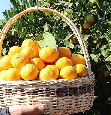satsuma-mandalinanin-ihracat-yolculugu-17-ekimde-basliyor.jpg