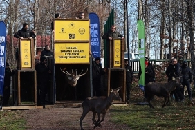 8-kizil-geyik-daha-kuzuyaylada-dogaya-salindi.jpg